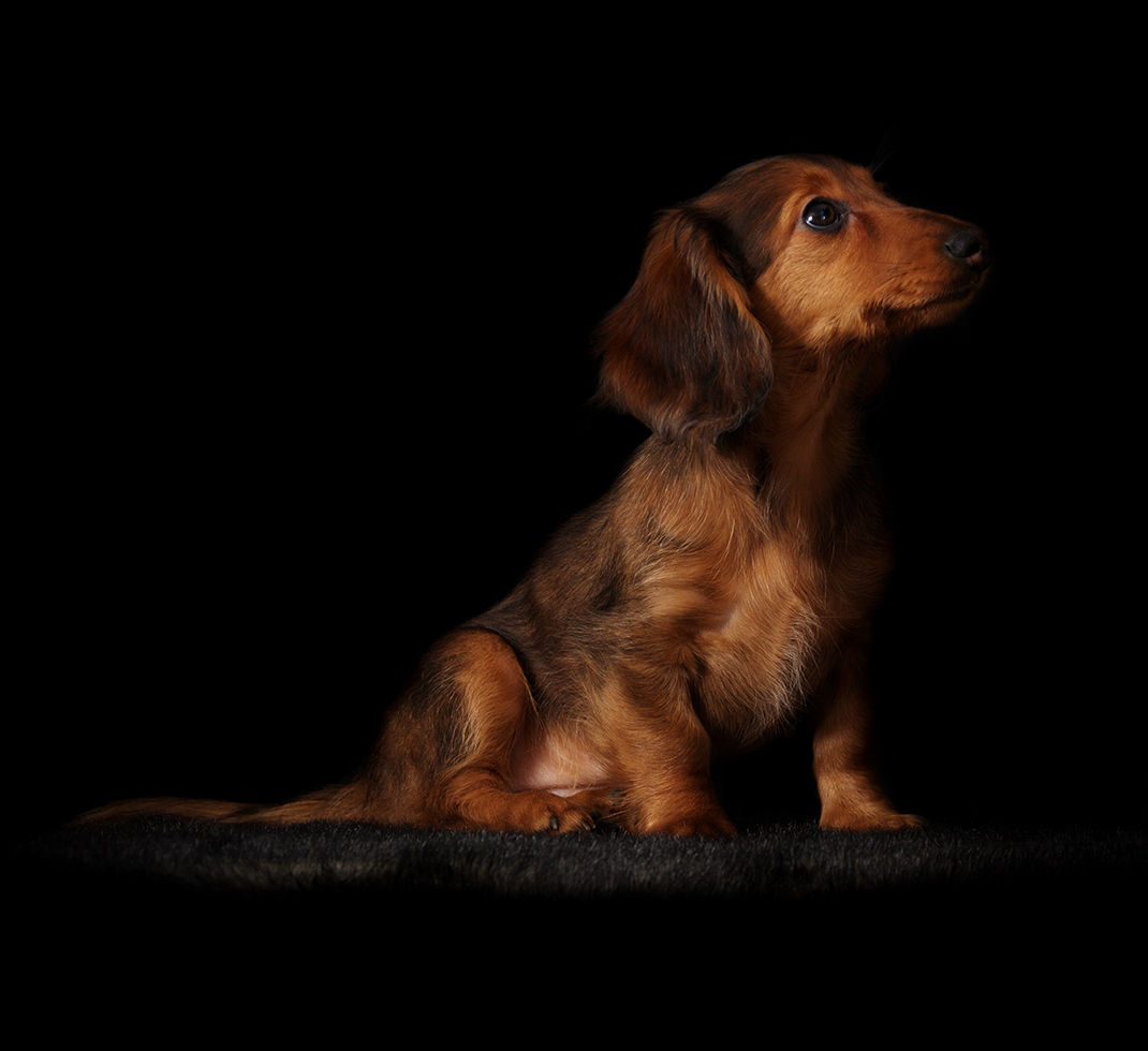 4Paws 犬との奇跡的な出会いで人生を豊かに。