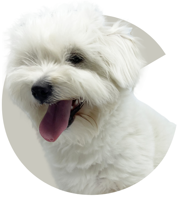 4Paws COTON DE TULEAR
