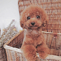 #4PAWS OFFICIAL INSTAGRAM PHOTO12